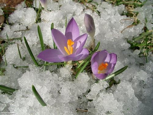 Speciale primavera Speciale primavera