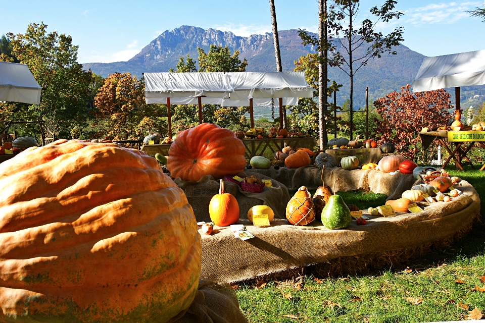 FESTA_DELLA_ZUCCA_PERGINE.JPG